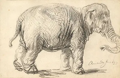 An Elephant Rembrandt